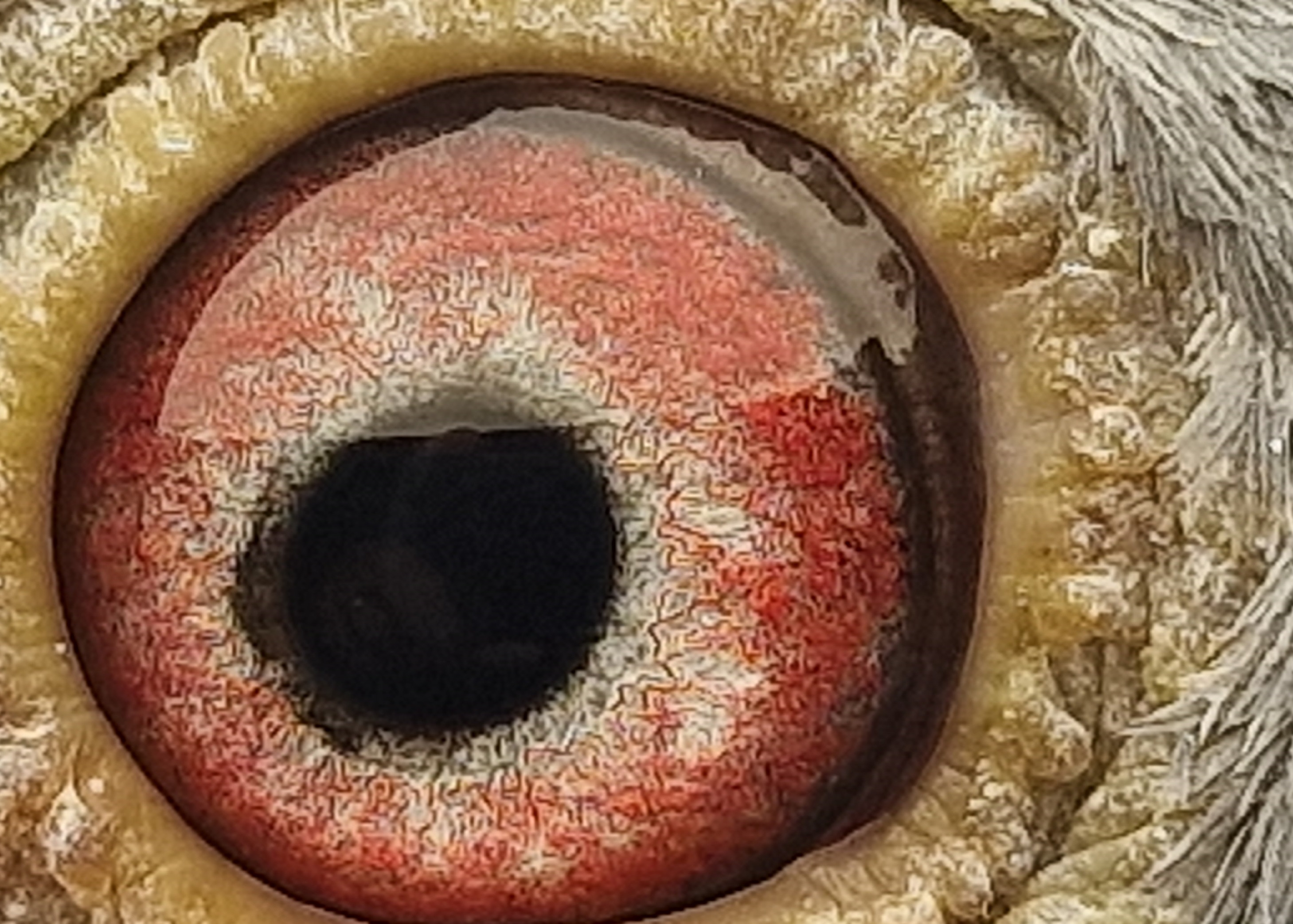 Pigeon eye